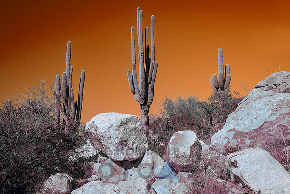 Desert landscape