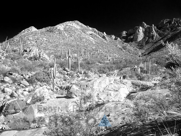Desert landscape