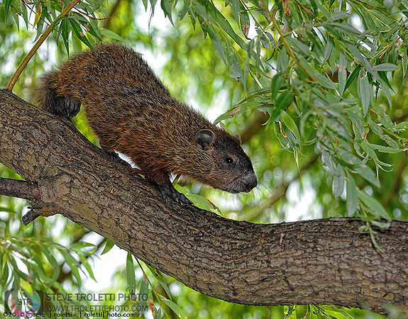 TREEHOG or GROUNDHOG IN A TREE?
