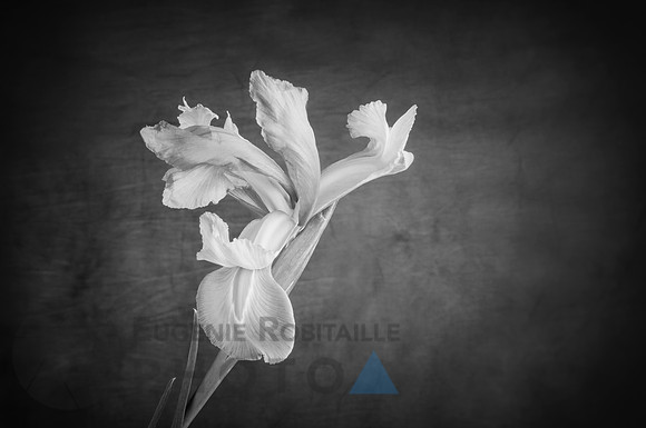Beautiful Iris in bloom