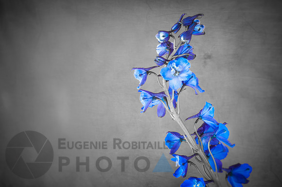 Beautiful  Blue Delphinium in bloom