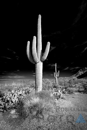 Saguaro Desert