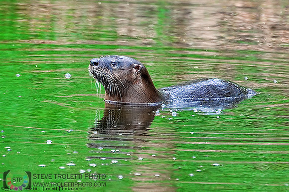 North American River Otter / Loutre de rivière