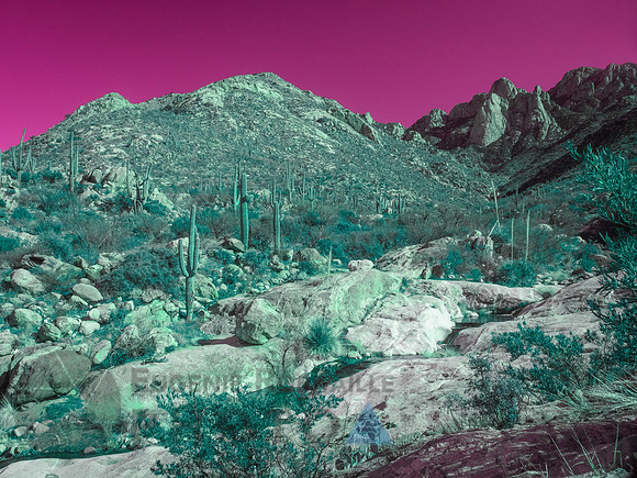 Desert landscape