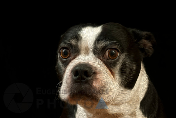 Painted Boston Terrier