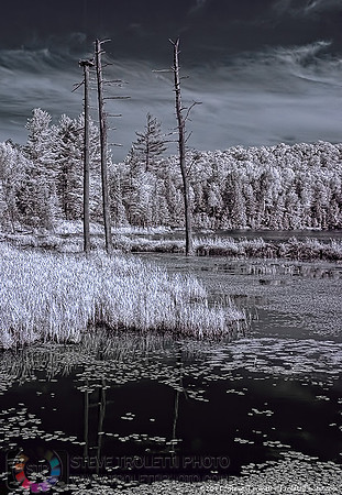 Where Ospreys Reign - IR