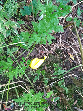 Déchets, peinture, poudre colorer, ballons, et plus dans le parc de Brouage, Boucherville suivent une activité de camp de jour le 2018-08-07
