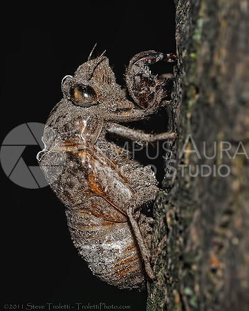 Cicada exuviae - exoskeleton