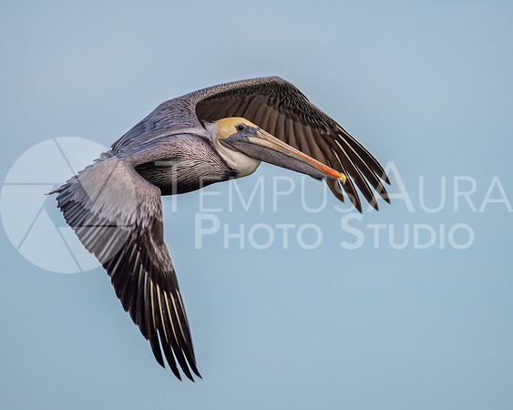 Brown pelican in flight