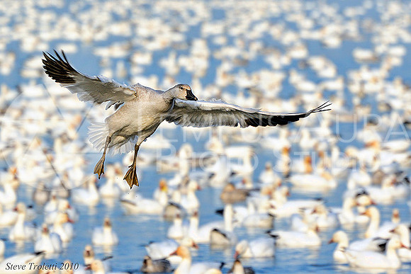 Snow Goose / Oie des neiges