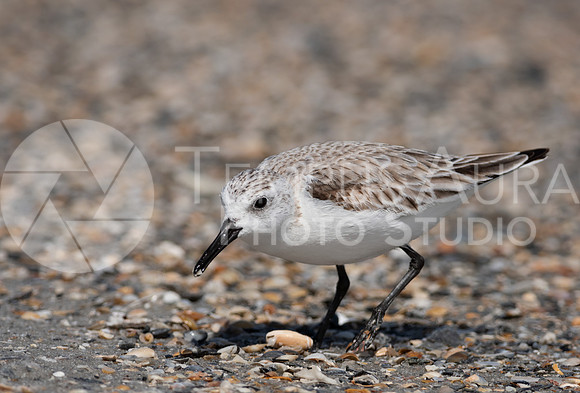 Sanderling feeding on the beach