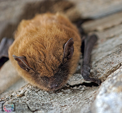 Little brown bat