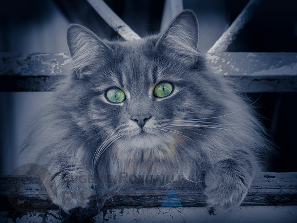 I am watching you