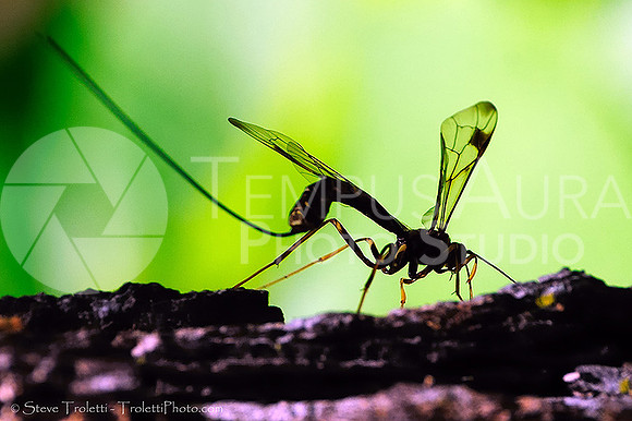 Ichneumonoidea - Giant Ichneumon Wasp