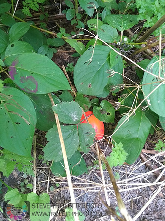 Déchets, peinture, poudre colorer, ballons, et plus dans le parc de Brouage, Boucherville suivent une activité de camp de jour le 2018-08-07