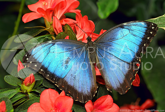 Blue Morpho Wings Open on red flowers / Morpho Bleu les ailes ouvertes sur fleurs rouge