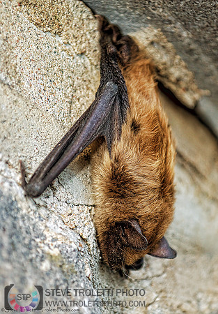 Little brown bat