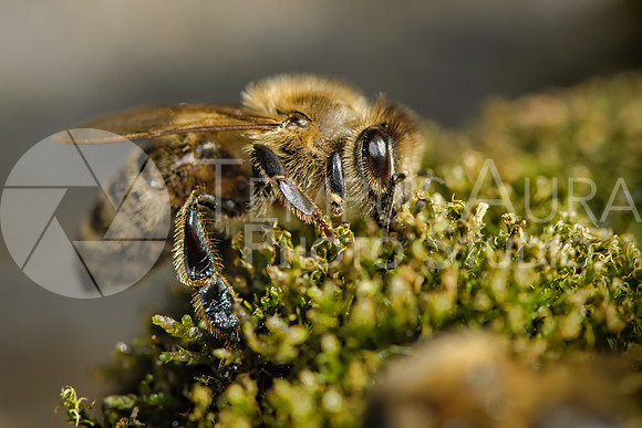 Bee / Abeille / Biene / Ape