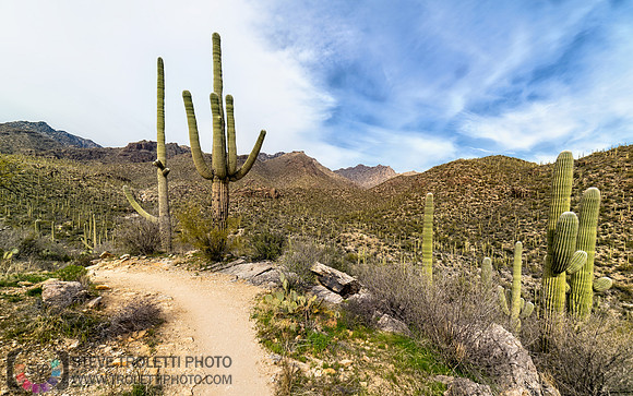Saguaro Cactus Arizona