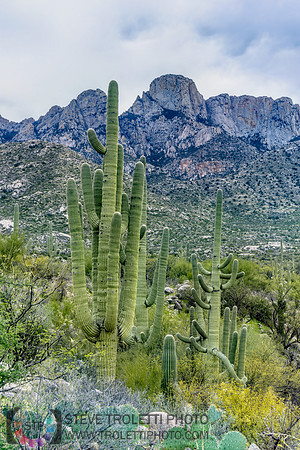 Saguaro Cactus Arizona