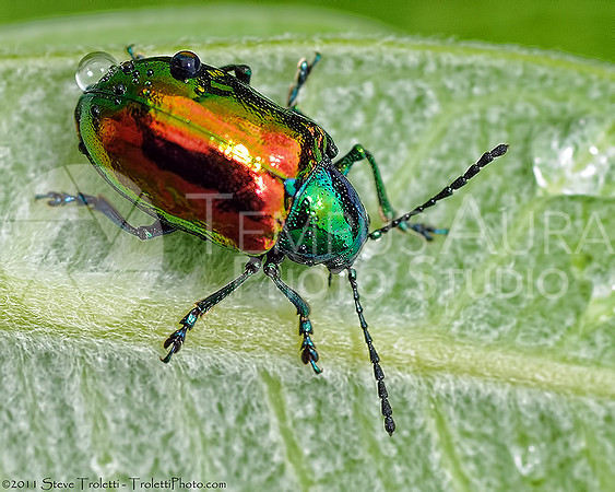 Dogbane Leaf Beetle (Chrysomelidae) / Chrysomelini ( chrysomèles) 2