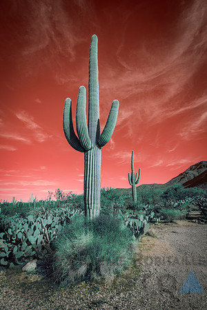 Saguaro Desert