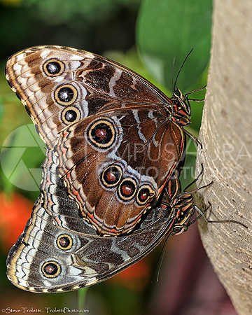 MORPHO COPULATION