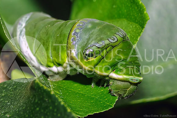Caterpillar / Chenille