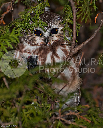 Northern Saw-whet Owl / Petite Nyctale (Aegolius acadicus) 1