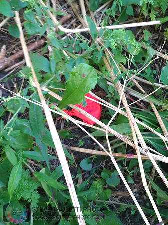 Déchets, peinture, poudre colorer, ballons, et plus dans le parc de Brouage, Boucherville suivent une activité de camp de jour le 2018-08-07