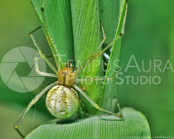Orb Weaver Spider? (Araniella)?