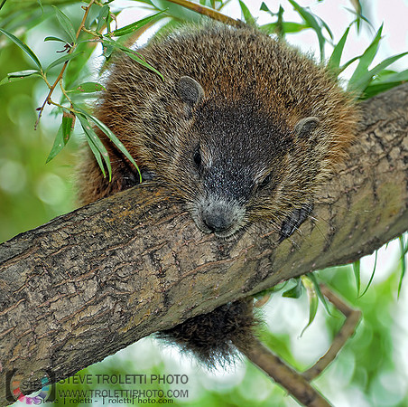 Treehog or Groundhog in a tree? / Marmotte commune