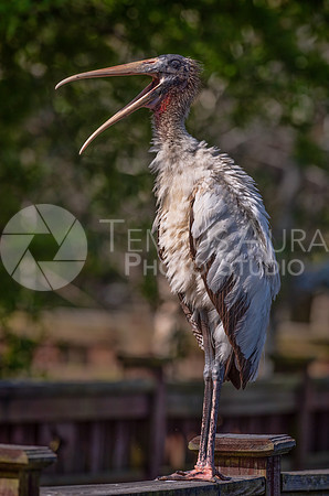 Juvenile Wood Stork 2