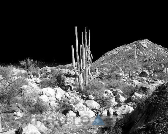Desert landscape