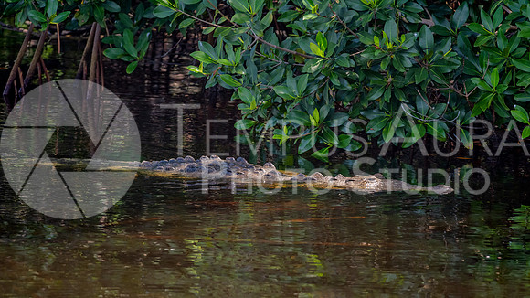 American crocodile