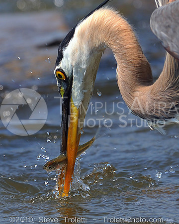 Great Blue Heron Fishing / Grand Héron à la pêche