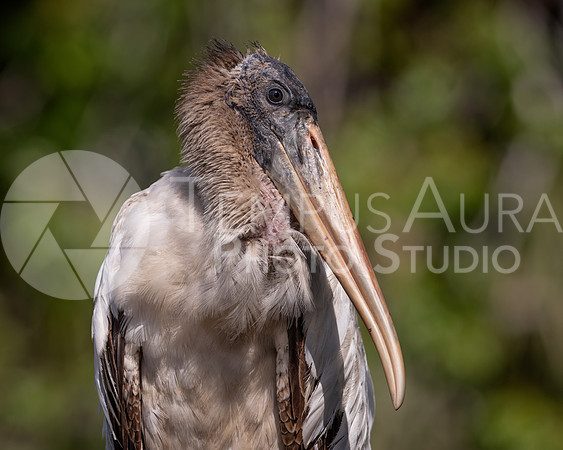 Portrait of a Juvenile Wood Stork