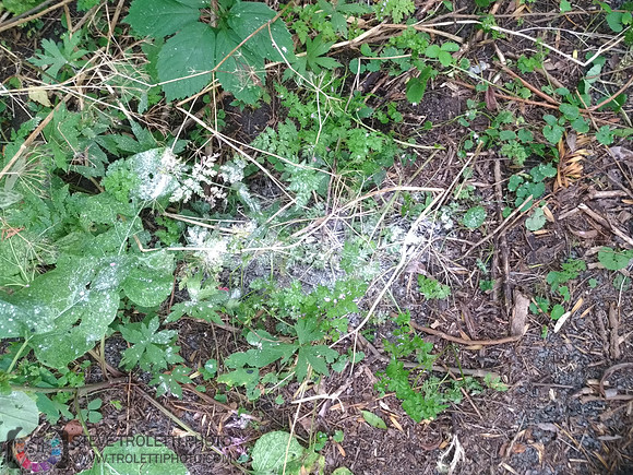 Déchets, peinture, poudre colorer, ballons, et plus dans le parc de Brouage, Boucherville suivent une activité de camp de jour le 2018-08-07