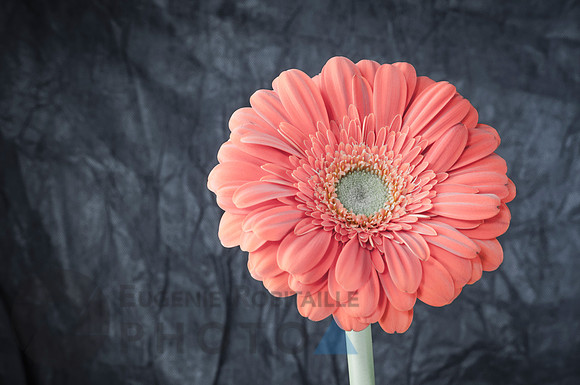 Orange Gerbera daisy