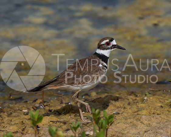 killdeer / Pluvier kildir 1