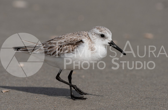 Sanderling on the beach