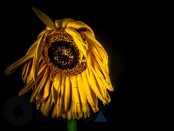 Dried-up Yellow Gerbera daisy