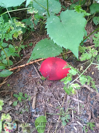 Déchets, peinture, poudre colorer, ballons, et plus dans le parc de Brouage, Boucherville suivent une activité de camp de jour le 2018-08-07
