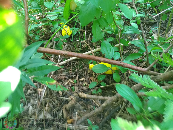 Déchets, peinture, poudre colorer, ballons, et plus dans le parc de Brouage, Boucherville suivent une activité de camp de jour le 2018-08-07