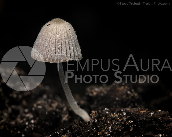 My Little Swiss Mushrooms in North America / Mes petits champignons suisses en Amérique du Nord