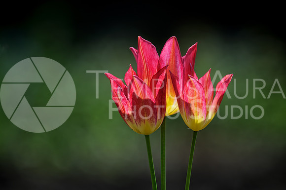 Backlit Tulips / Tulipes à contre-jours