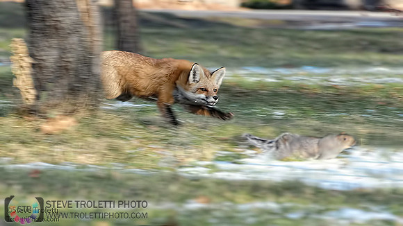 The Hunt! / La Chasse!