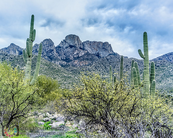 Saguaro Cactus Arizona