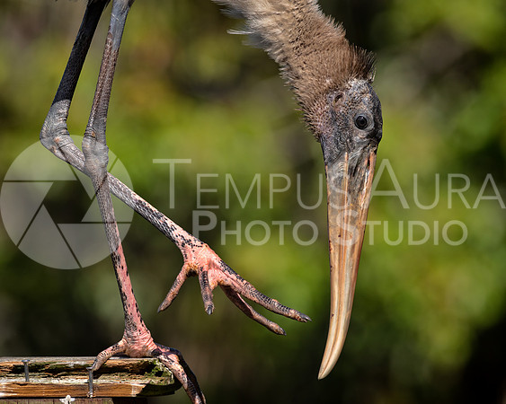 Juvenile Wood Stork 4
