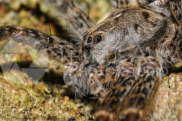 The Itsy Bitsy Spider...